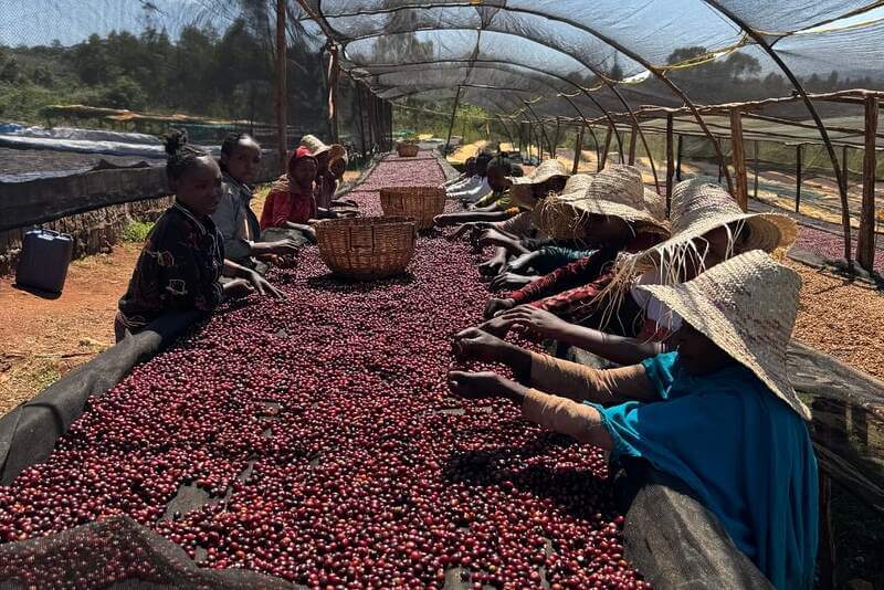 Upcoming Coffee Arrivals from Ethiopia & Kenya