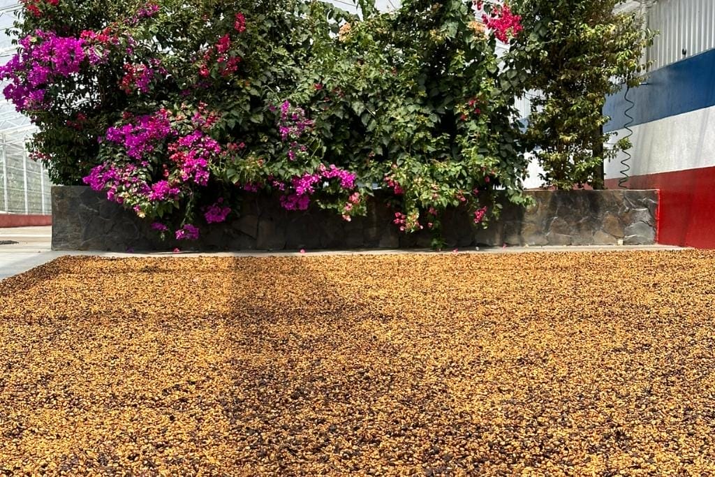 las lajas micro lot coffee from costa rica