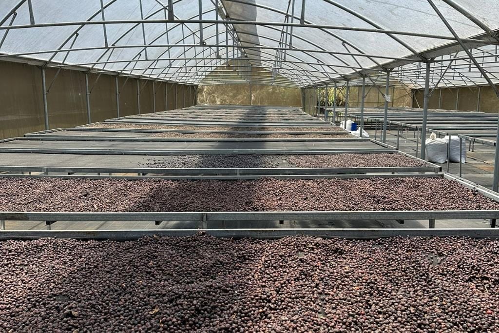 cafe de altura micro lot coffee from costa rica