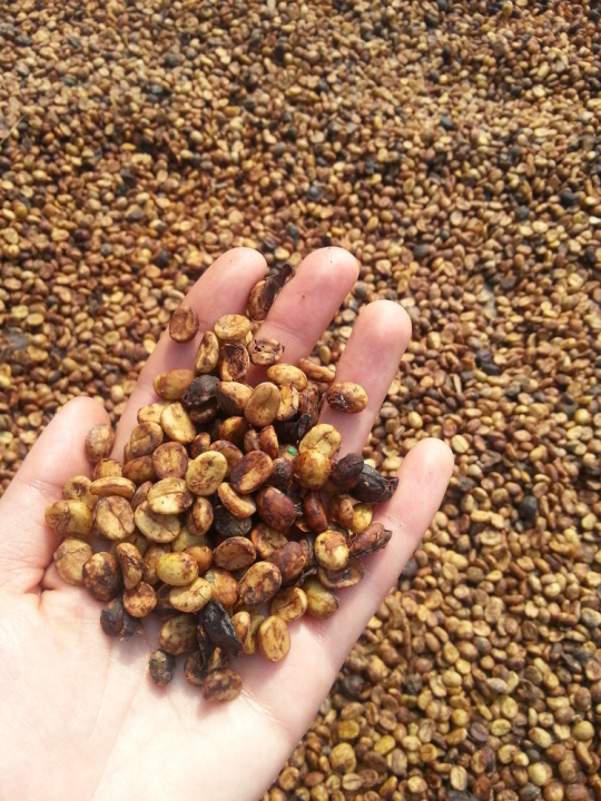 Honey processed specialty coffee at Cumbres del Poas specialty coffee farm in Costa Rica