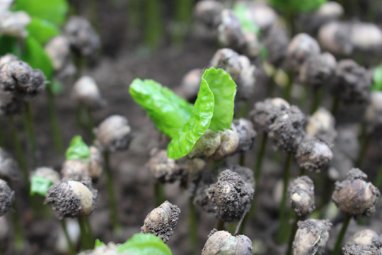 Specialty coffee seeds sprouting at the nursery in Santa Barbara Estate, Antioquia