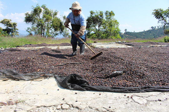 Specialty coffee producer at Agua Linda, in Santa Barbara Estate.