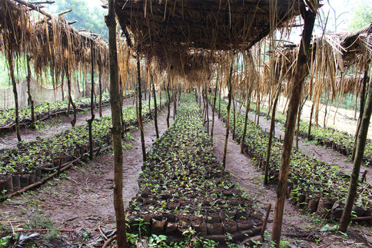 Specialty coffee farm nursery at Gera Farm in Ethiopia
 