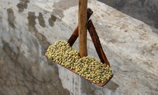 Specialty washed coffee at Gera farm in Ethiopia