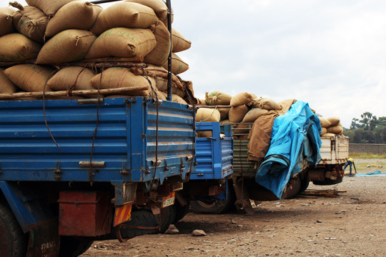 Specialty coffee waiting to be sampled at ECX Delivery Station in Awassa
