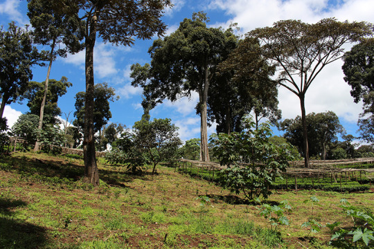 Specialty coffee nursery at Hambela Farm in Ethiopia