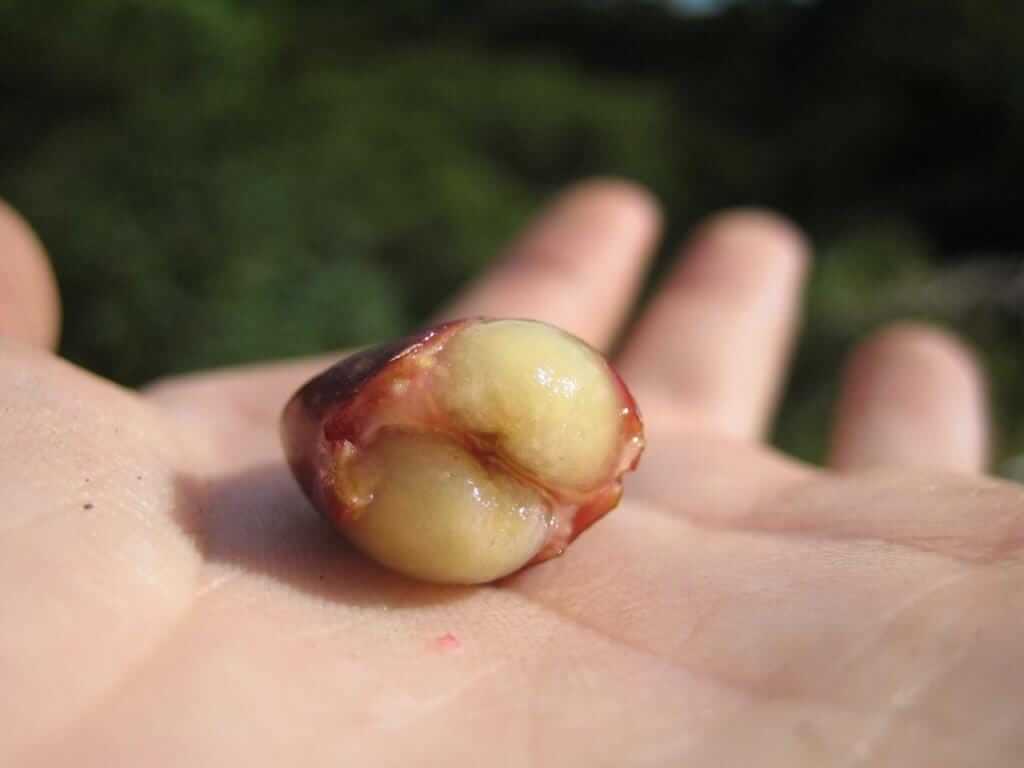 Coffee Mucilage bisection