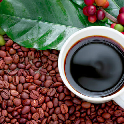 Fresh Coffee Beans being sorted
