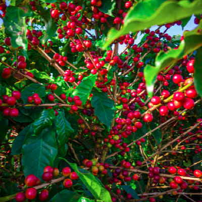 Fresh Coffee Beans being sorted