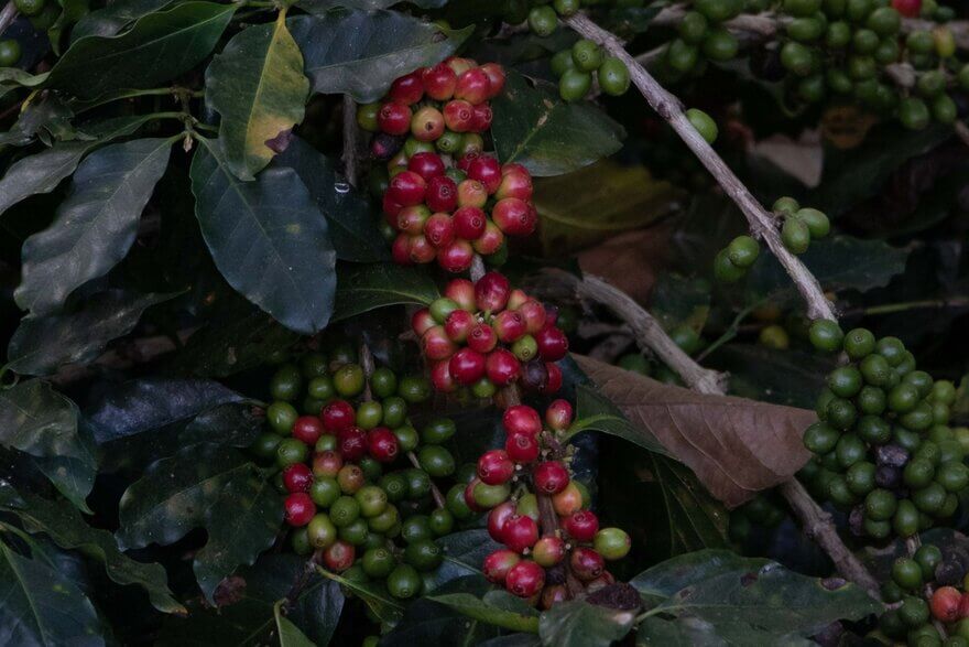 winter coffee timor