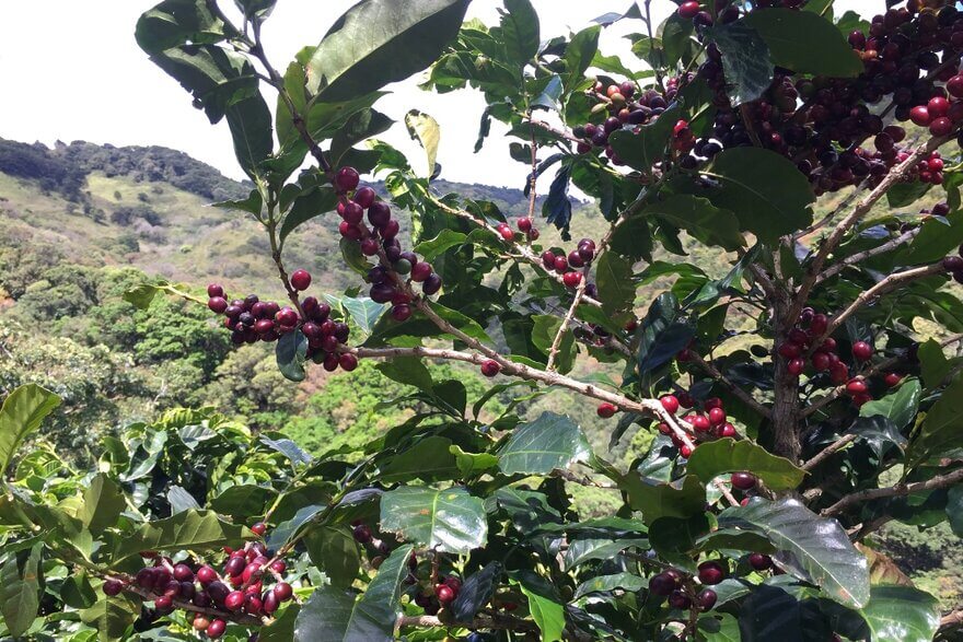Specialty coffee cherries being picked from Rwanda's Cyesha Washing Station