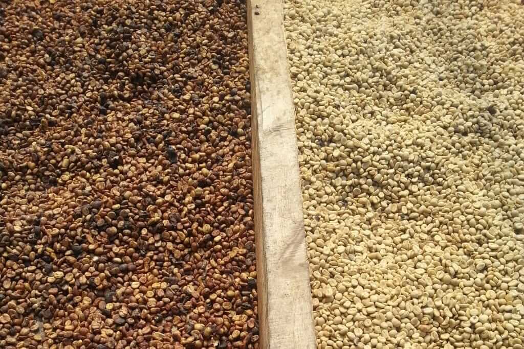 differently processed green coffee beans