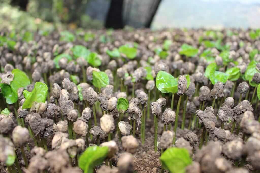 green coffee bean plant