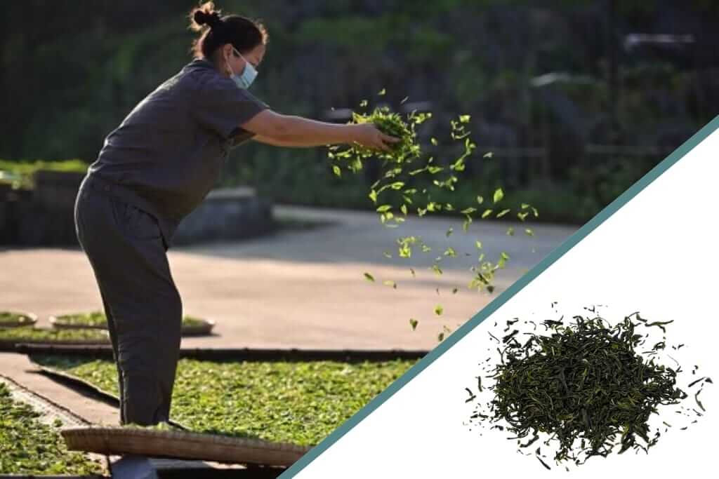 mao feng tea farm in anhui