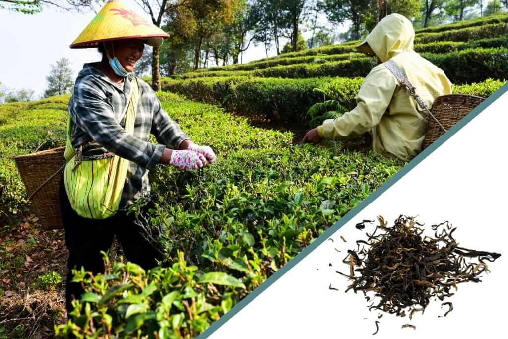 plucking golden yunnan