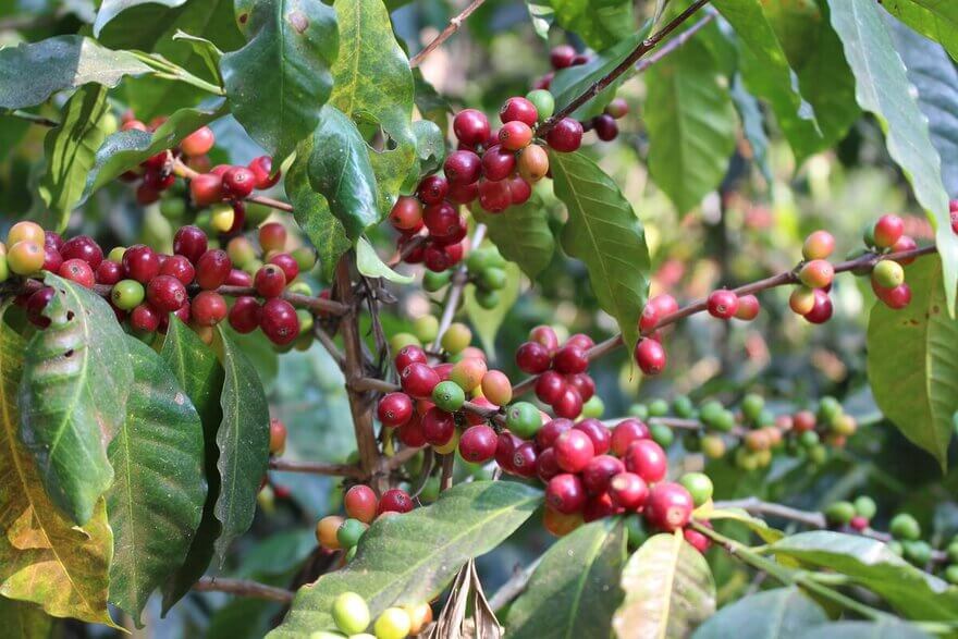 Guatemala Antigua APCA Lots Have Arrived!
