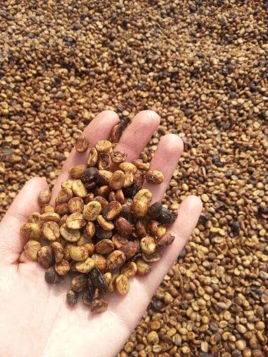IKAWA Roasting: How to roast natural processed coffee