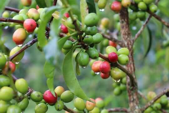 RNY on Location: Ethiopia Coffee November 2015