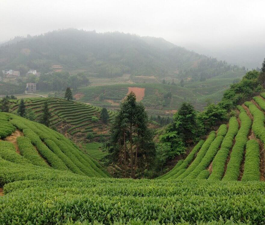 Tea Varieties & Cultivars