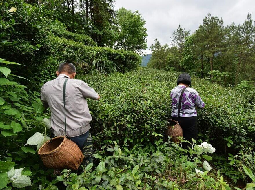 plucking black tea