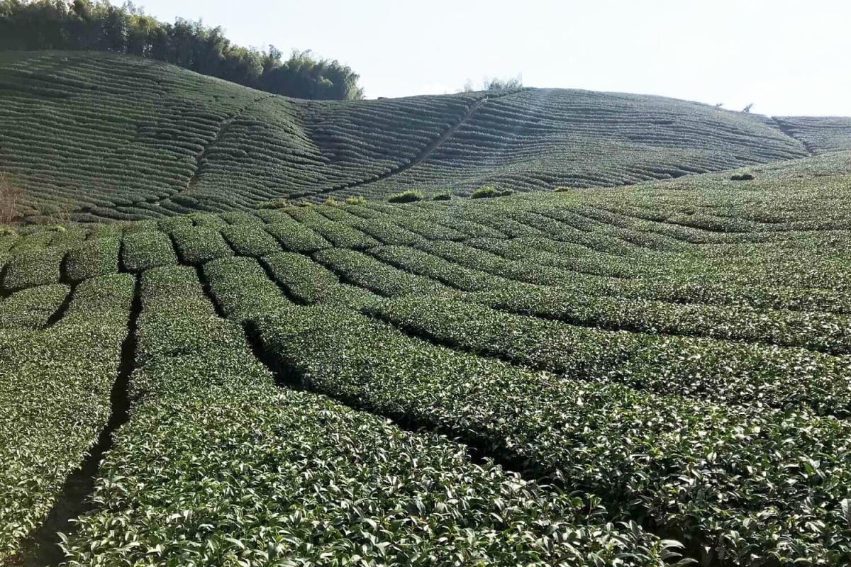 Oolong Tea 101: The Best Oolong Tea