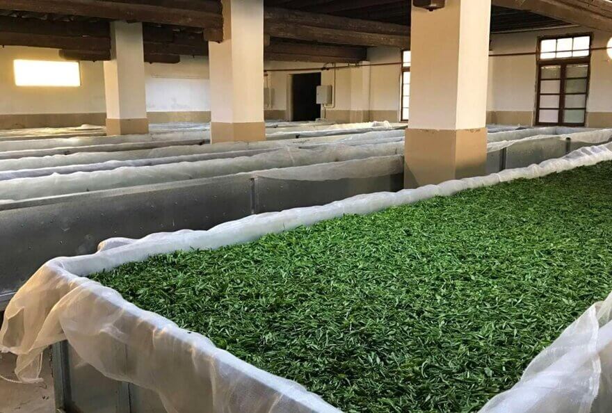 White Tea withering on tables