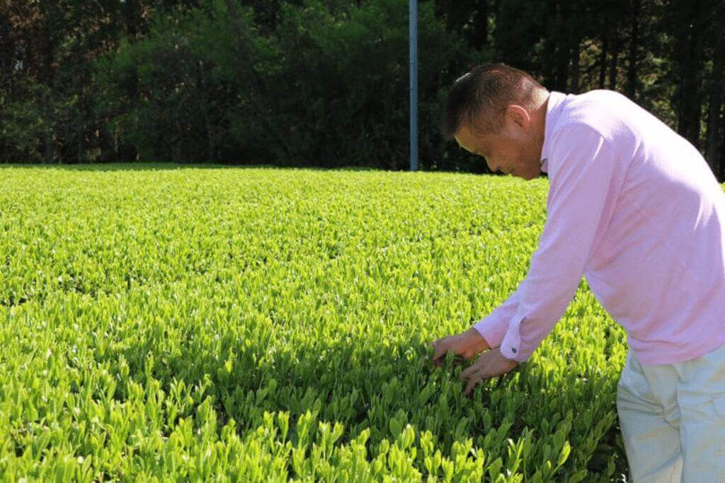 Organic Matcha from Henta Seicha