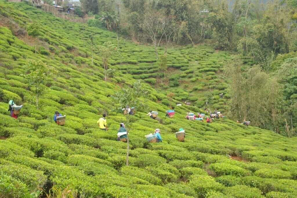 Explore the Source: Darjeeling First Flush