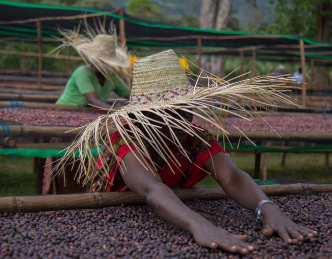 It’s Ethiopian Coffee Season!
