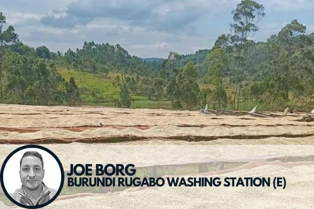 coffee drying on raised beds in Burundi