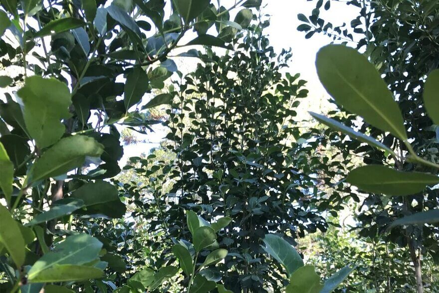 Explore the Source: What is Yerba Mate Tea?