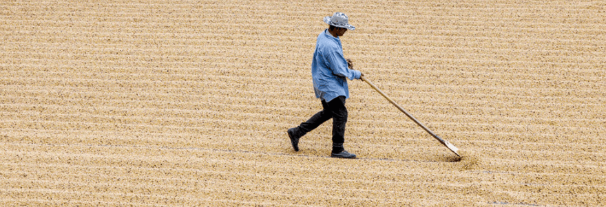 specialty coffee farmer raking washed coffee drying in sun