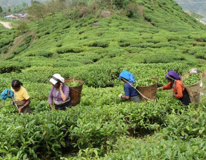Tea 101: The Basics of Specialty Tea