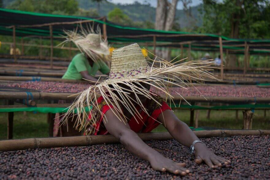 RNY Trader Picks: Ethiopian Coffee Beans!