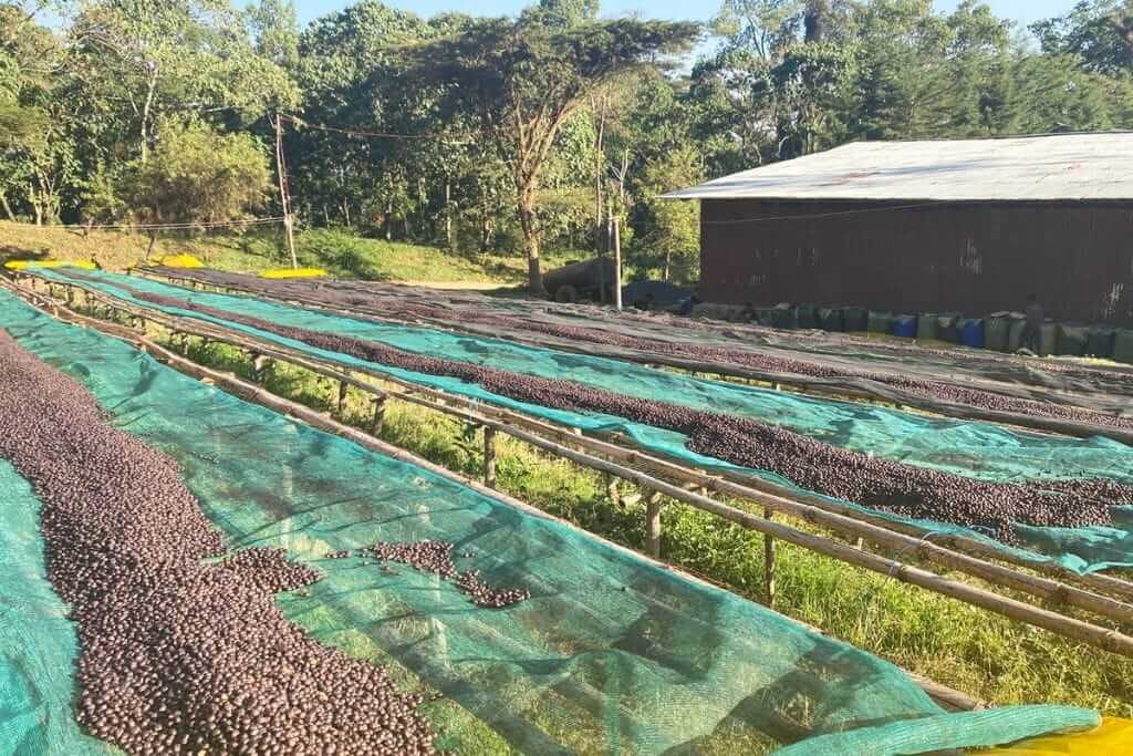 Roasting 101: All about Coffee Blends