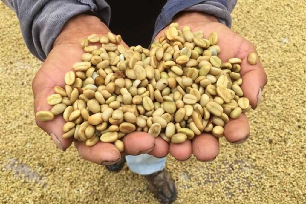 Explore the Source: Organic Honduran Coffee