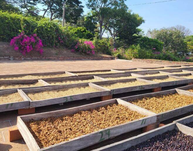 El Salvador Coffee Processing Experiment Success!
