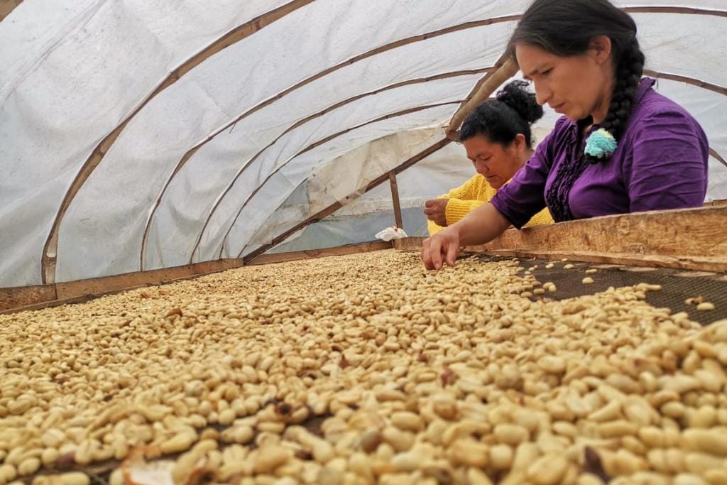 Winter Coffee Picks for Winter Cold Brews!