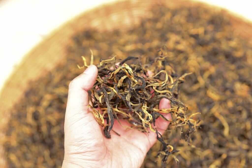 Sourcing Our Golden Yunnan Tea