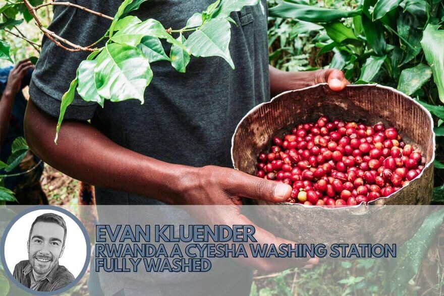 washed process coffee from rwanda