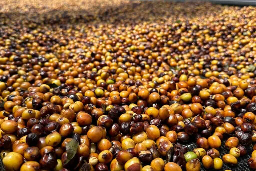 2024 Upcoming Arrivals: Micro Lot Coffee from Costa Rica