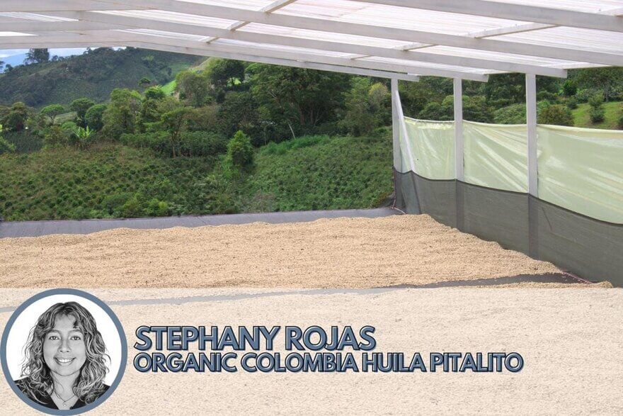 washed process coffee from colombia