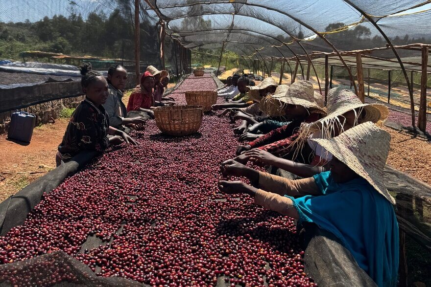 Upcoming Coffee Arrivals from Ethiopia & Kenya