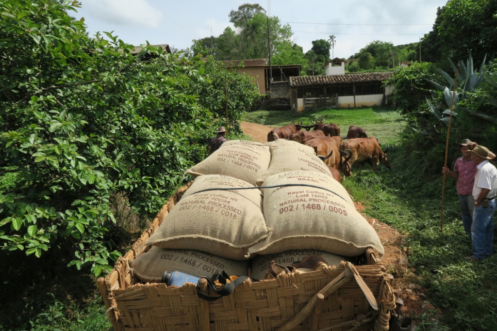 The Importance of Exporters in the Coffee Supply Chain