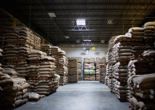 Fresh Coffee Beans being sorted