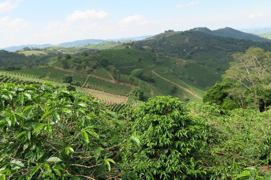 brazil coffee beans