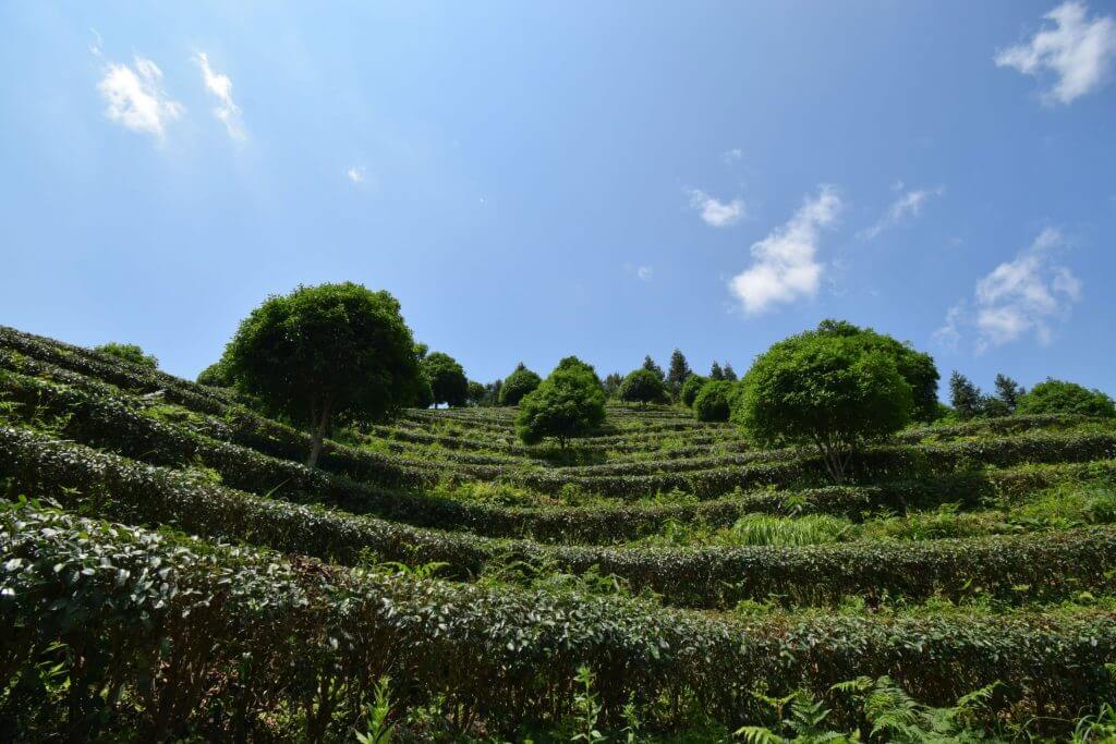 the Anhui Tea Garden