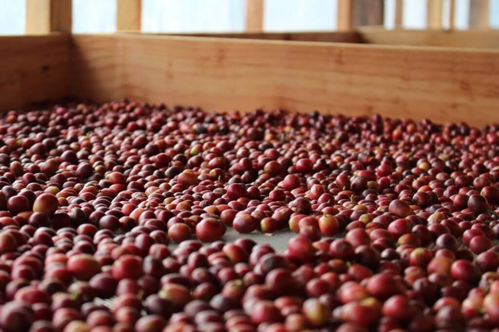 natural process specialty coffee cherries drying