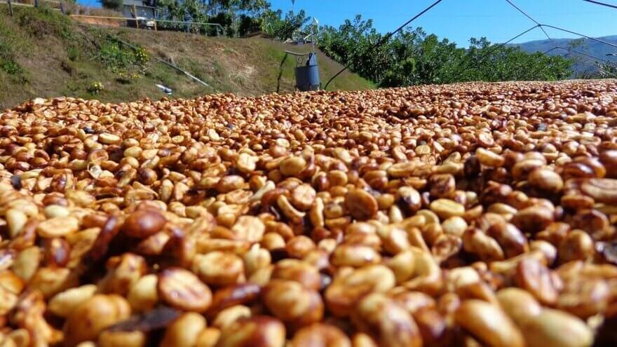 5th generation coffee beans