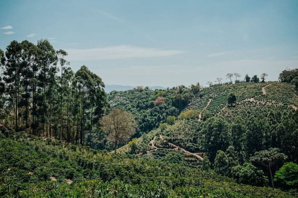 Brazil coffee farm